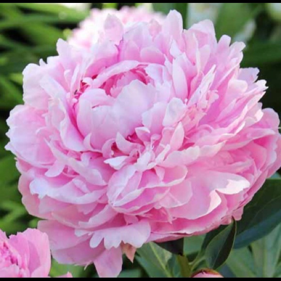 Meet your Posher, Shira - Picture 1 of 1